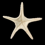 Étoiles de mer
