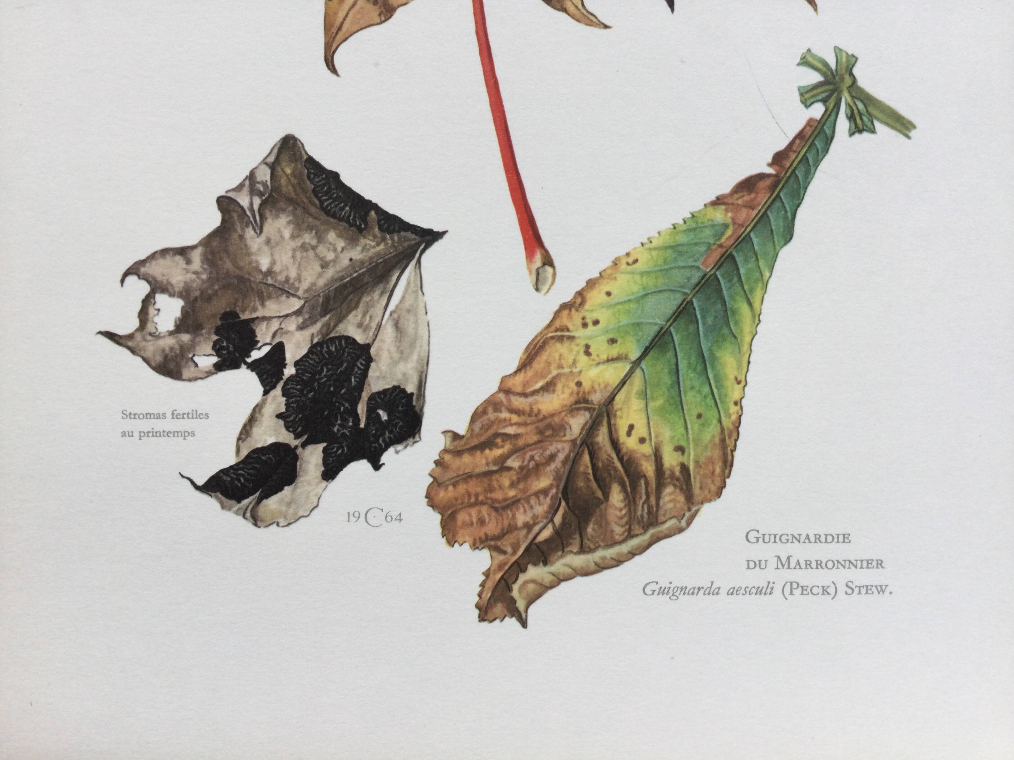 Botanical Illustration Mushrooms Rhythm Vintage Print 60s