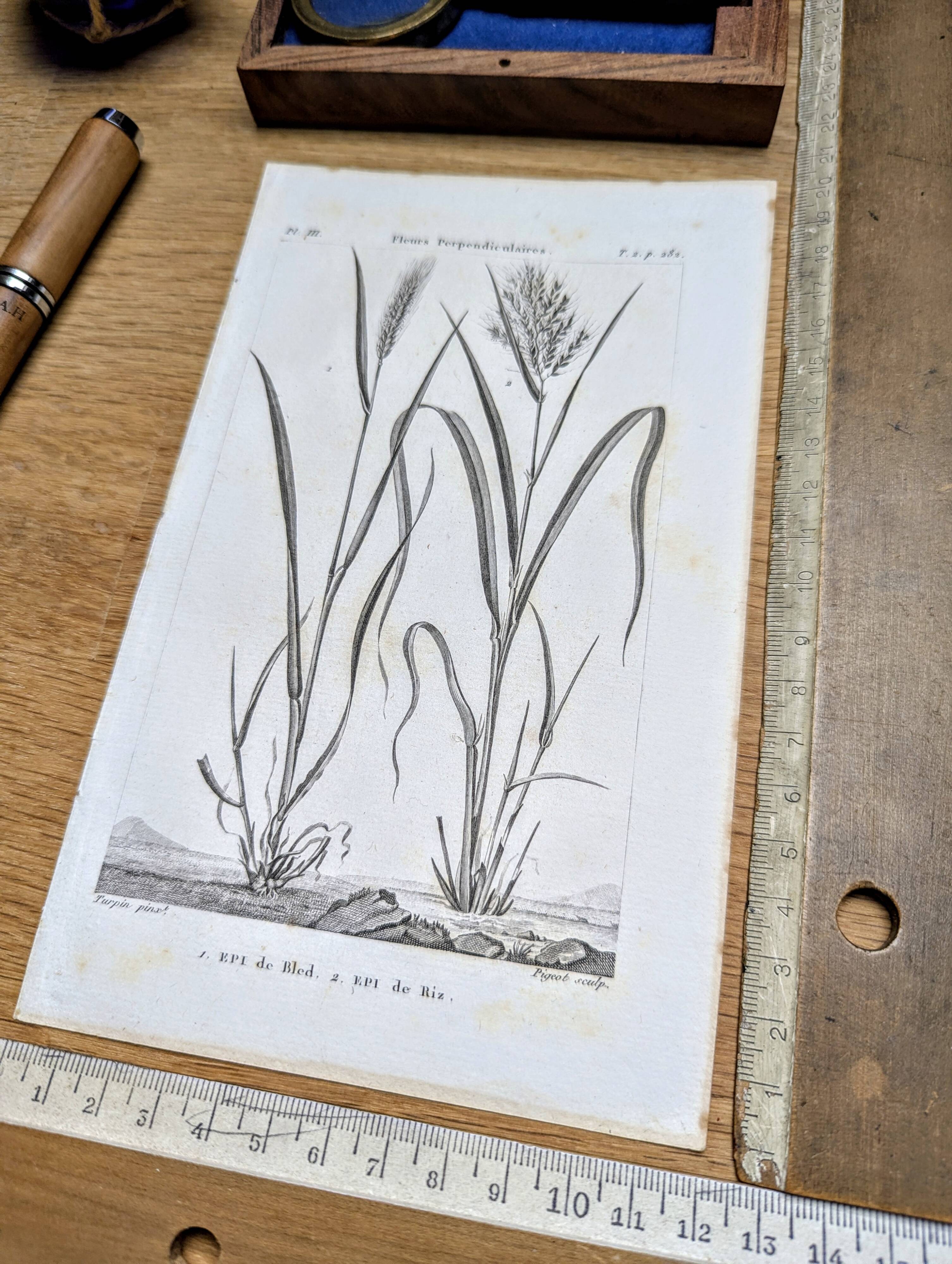 Printed in 1818, Wheat and Rice. Vintage botany.