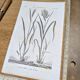 Printed in 1818, Wheat and Rice. Vintage botany.