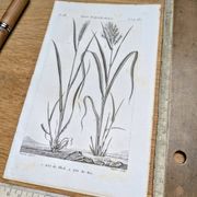 Printed in 1818, Wheat and Rice. Vintage botany.