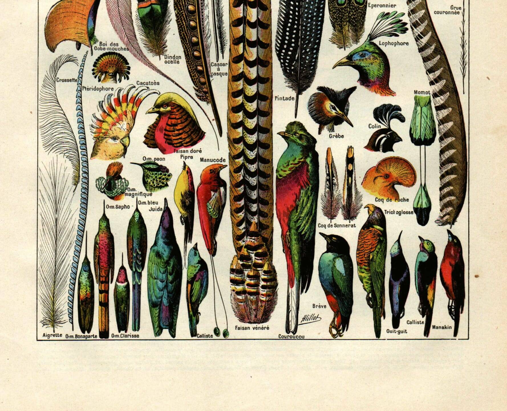 Gravure ancienne de 1923 - Plumes d'oiseaux exotiques par A. Millot