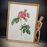 Lithograph Rosier Frankfurt