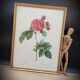 Lithograph Rosier Frankfurt