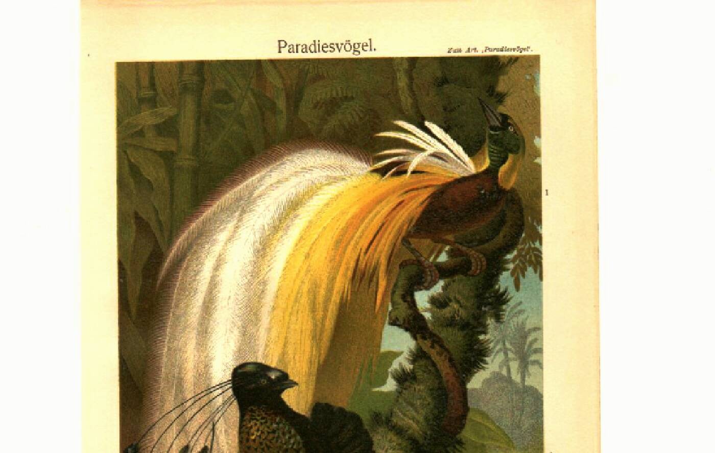 Old engraving from 1904 - Birds of paradise - tropical animal zoology
