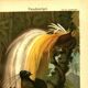 Old engraving from 1904 - Birds of paradise - tropical animal zoology