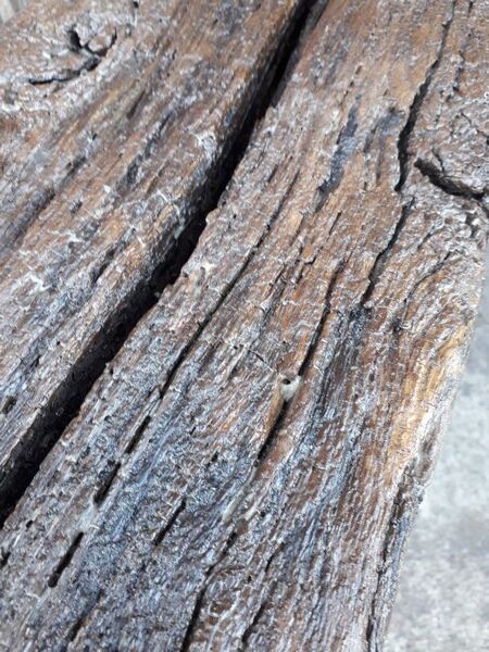 Massive wooden bench