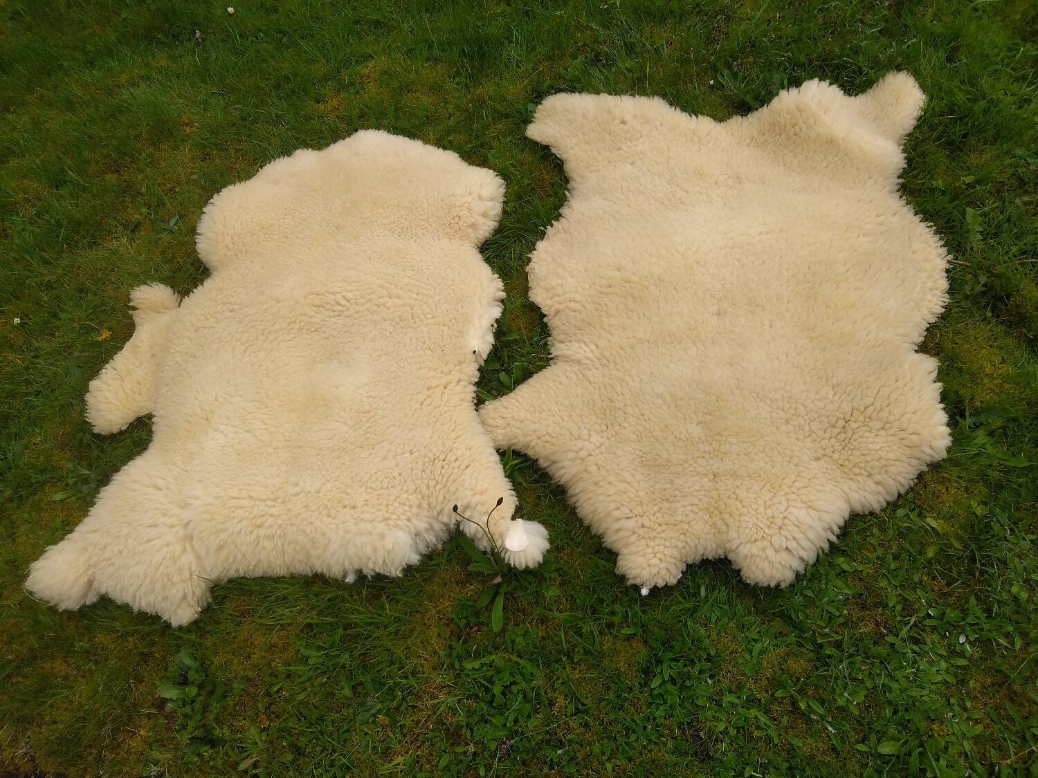 Two vintage sheepskins.