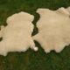 Two vintage sheepskins.