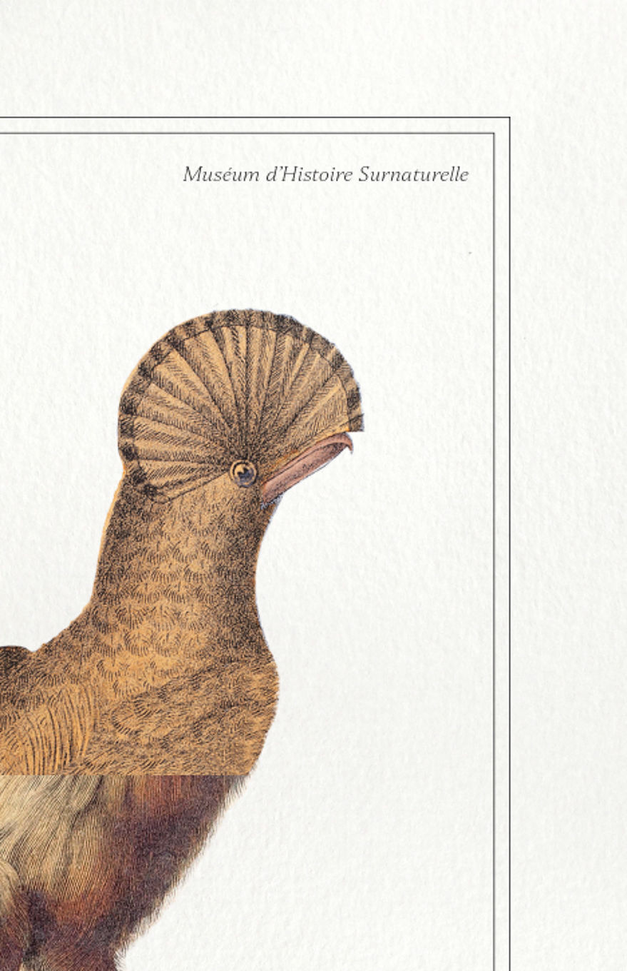 Chimera lithograph animal engraving - the maricoq