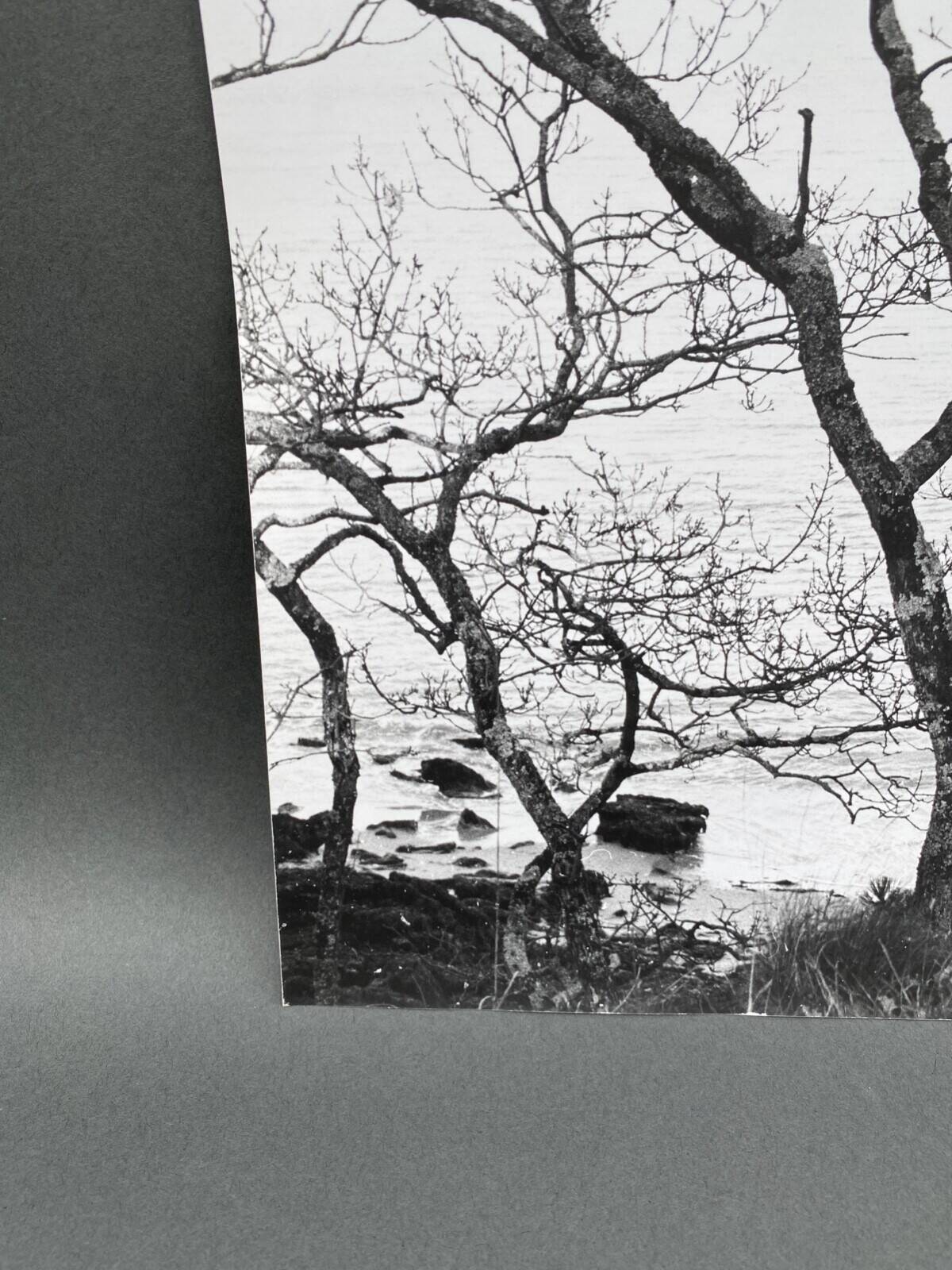 Silver gelatin photograph by Bernard Darot, Shrubs by the Water, 20th century