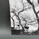 Silver gelatin photograph by Bernard Darot, Shrubs by the Water, 20th century