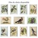 Gravure ancienne oiseau -Canard Brun- Planche de Seligmann image nature