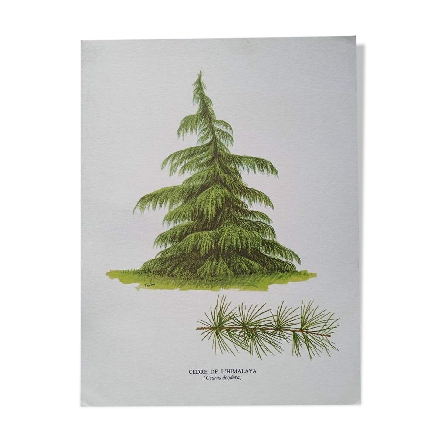 Botanical poster - Himalayan cedar