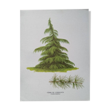 Botanical poster - Himalayan cedar