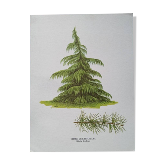 Affiche botanique - cèdre de l'Himalaya