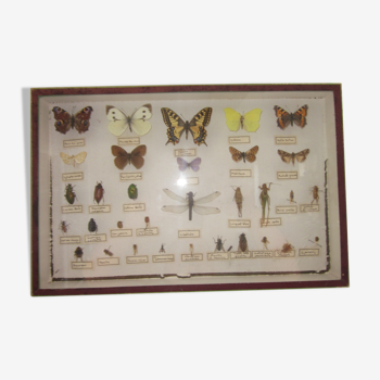Cadre papillons et insectes sous verre