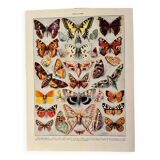 Lithograph on butterflies (Europe) - 1920