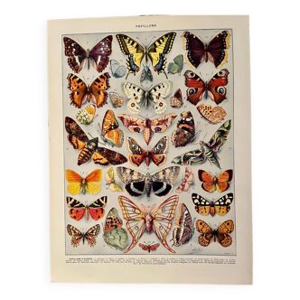Lithographie sur les papillons (Europe) - 1920
