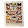 Lithograph on butterflies (Europe) - 1920