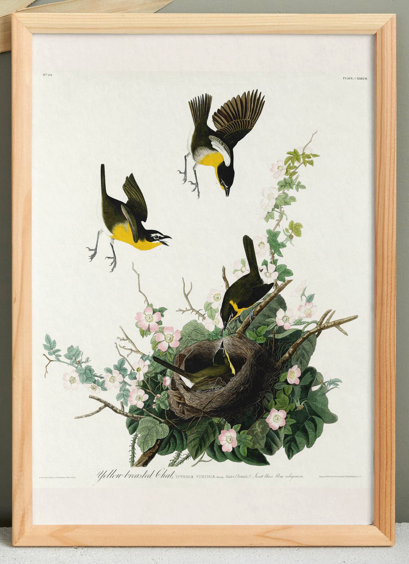 Poster about the Yellow-throated Sparrow, based on an old engraving from 1827.