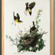 Poster about the Yellow-throated Sparrow, based on an old engraving from 1827.
