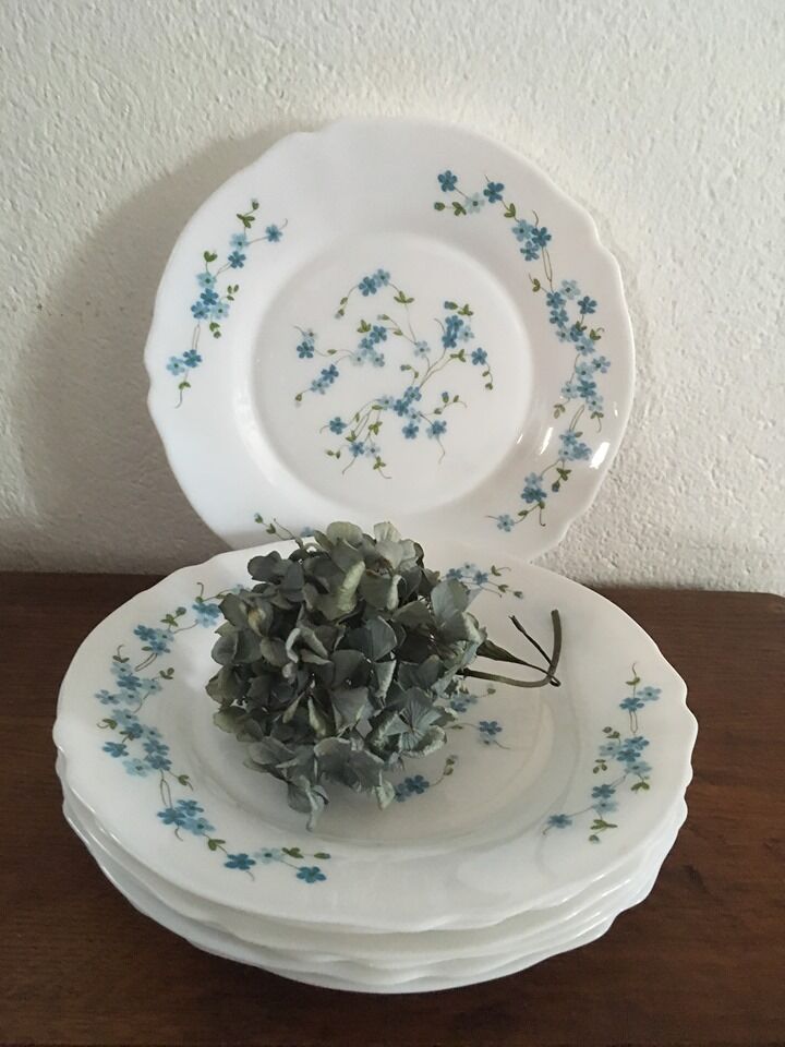 Flat plates myosotis veronica with small blue flowers