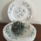 Flat plates myosotis veronica with small blue flowers