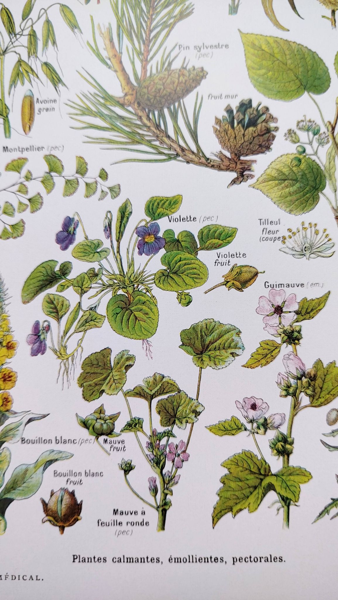 Affiche sur les plantes calmantes, d'après une lithographie de 1928