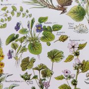 Affiche sur les plantes calmantes, d'après une lithographie de 1928