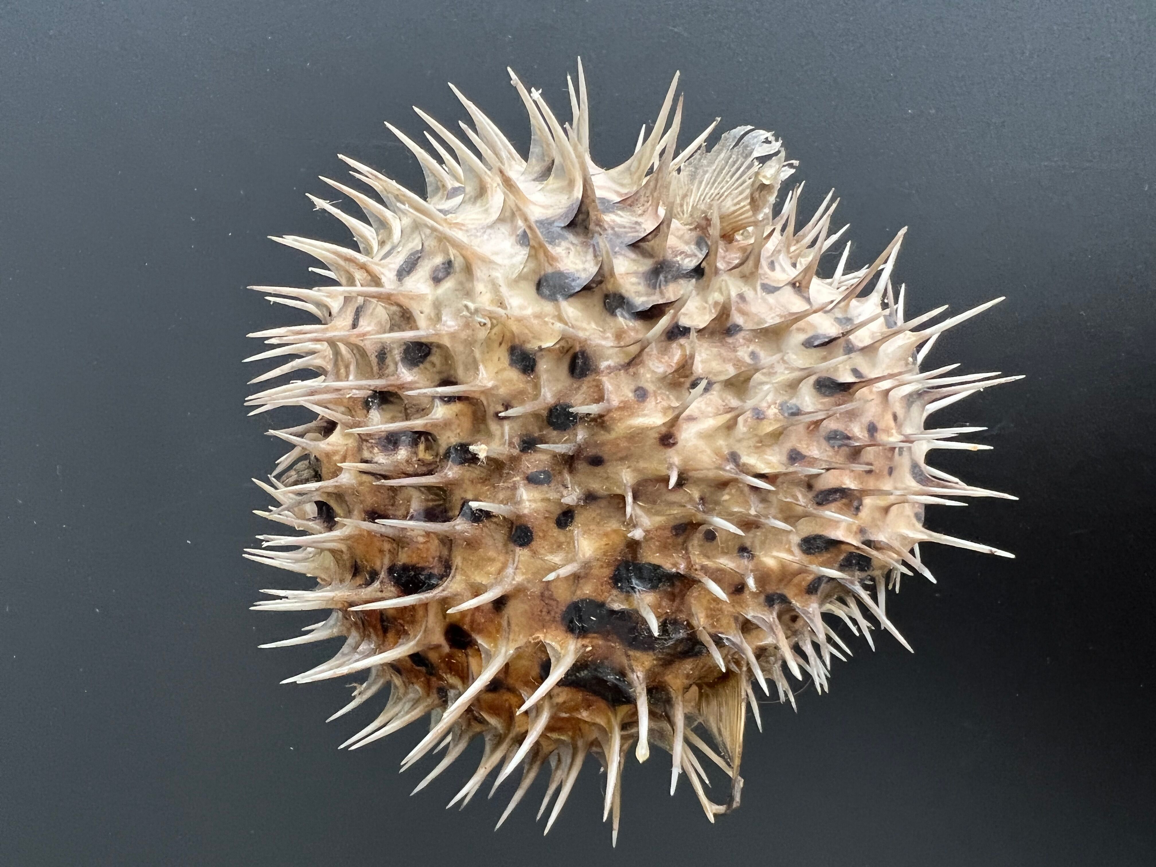 Naturalized diodon fish