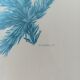 Blue tit in charcoal on board under glass, signed