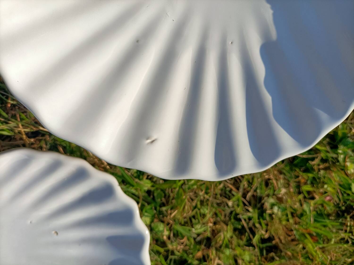 Scallop Shell Soap Dish