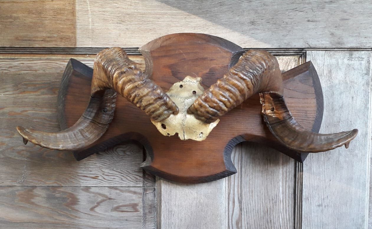 Massacre trophy ram mouflon pedestal wood