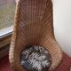 Rattan garden furniture set consisting of 3 armchairs and matching table