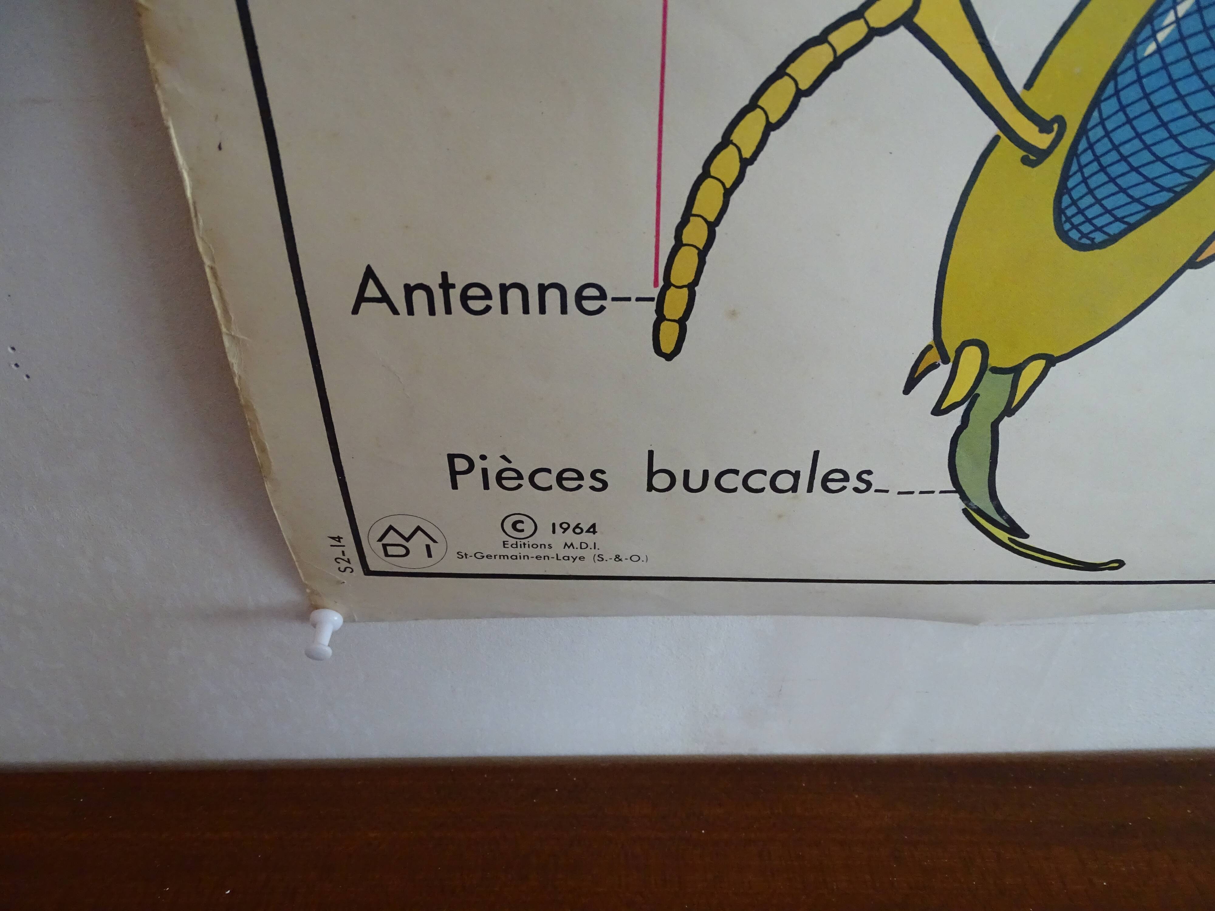School poster on both sides anatomy fish and bee. Edition MDI.1964