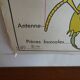 School poster on both sides anatomy fish and bee. Edition MDI.1964
