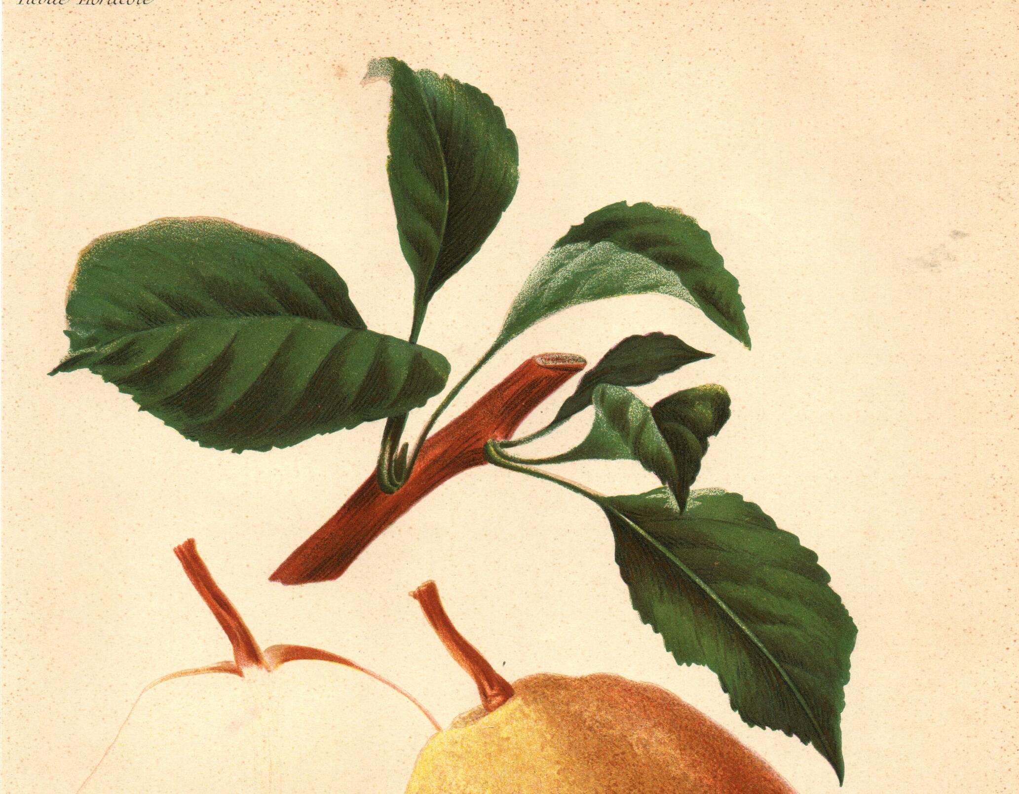 Botanical engraving 1911 - Bonne de Beaupry pear - natural fruit