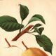 Botanical engraving 1911 - Bonne de Beaupry pear - natural fruit