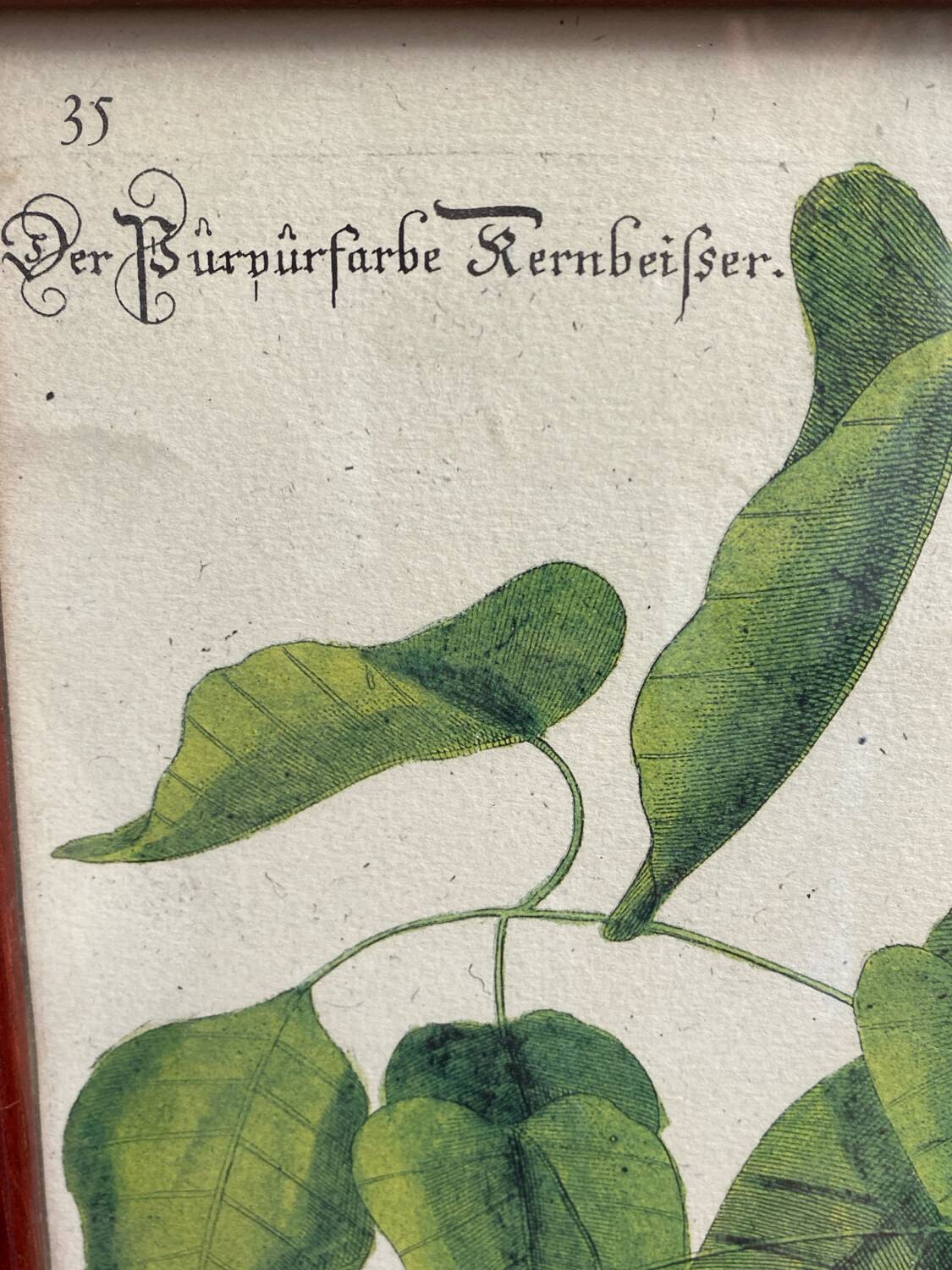 Ornithological posters