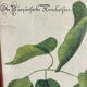 Ornithological posters