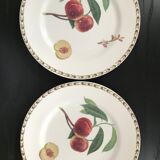 Lot of 6 plates botanical decoration