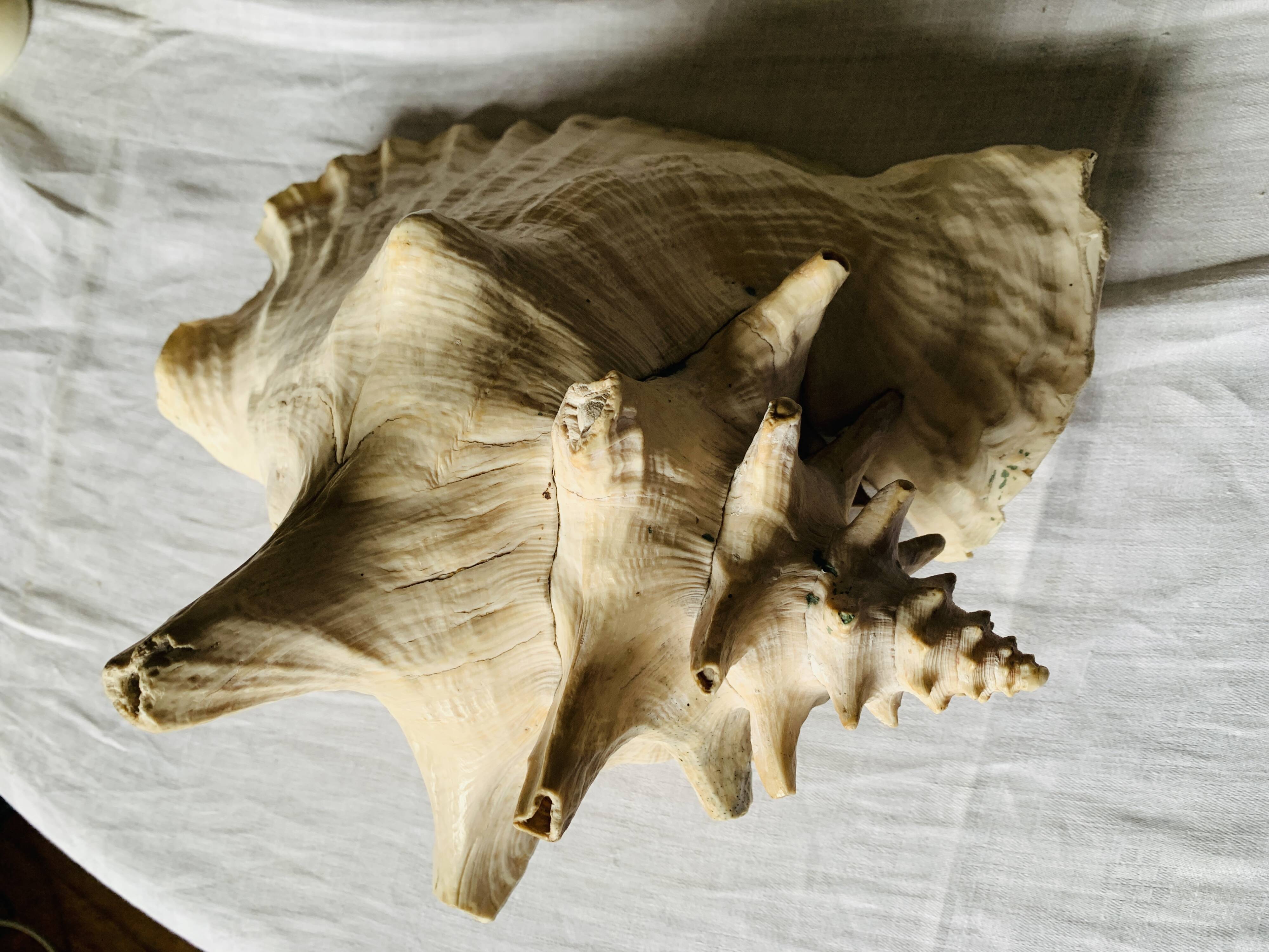 Coquillage de mer
