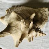 Sea shell