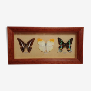 Cadre de 3 papillons naturalisés