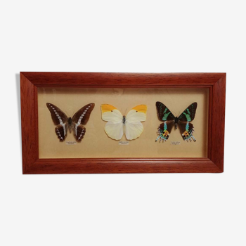 Frame of 3 naturalized butterflies