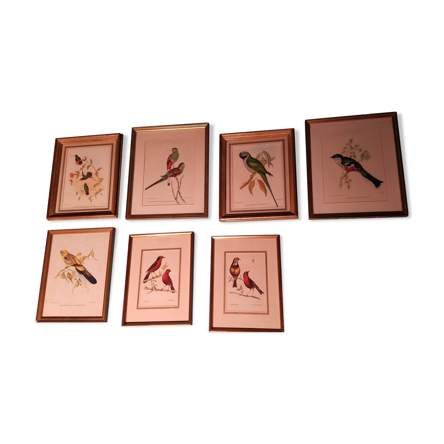 Ensemble de 7 lithographies ornithologiques encadrées