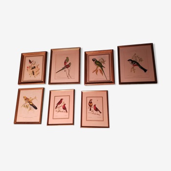 Ensemble de 7 lithographies ornithologiques encadrées