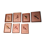 Set of 7 framed ornithological lithographs
