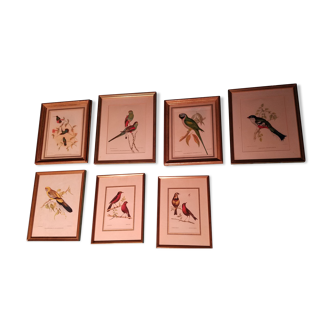 Set of 7 framed ornithological lithographs